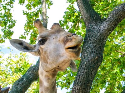 Fauna mammal giraffa camelopardalis