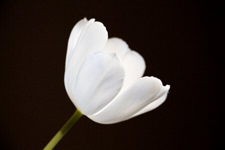 White bright flowers