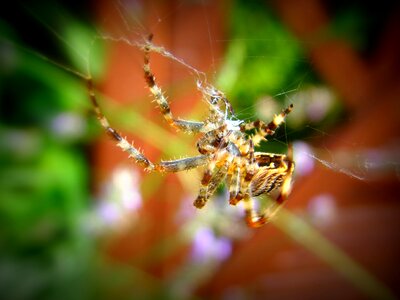 Spider expect garden