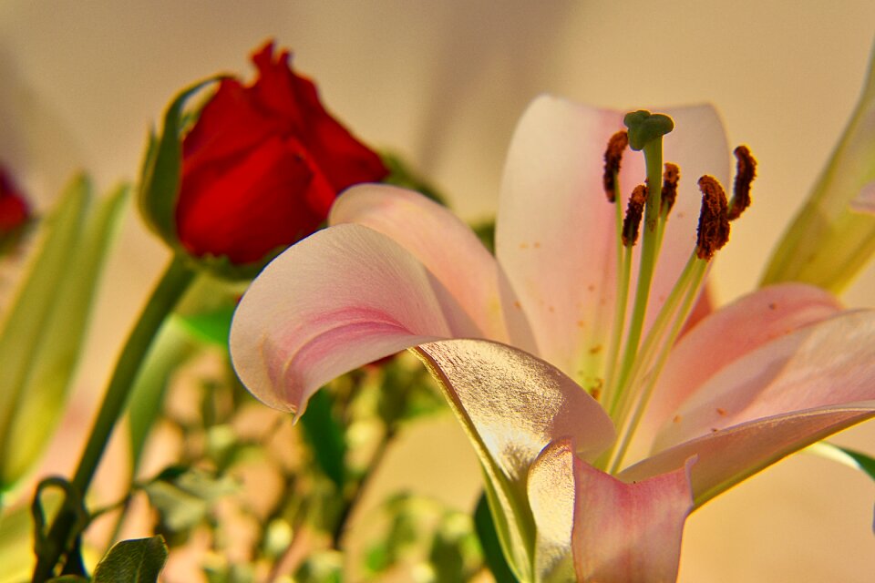Rose flower red pink