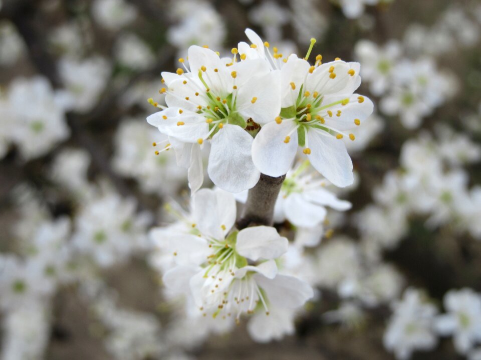 Spring white flowers nature