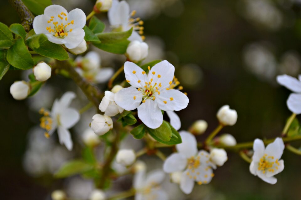 Spring nature garden