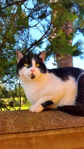 Feline laid back pet