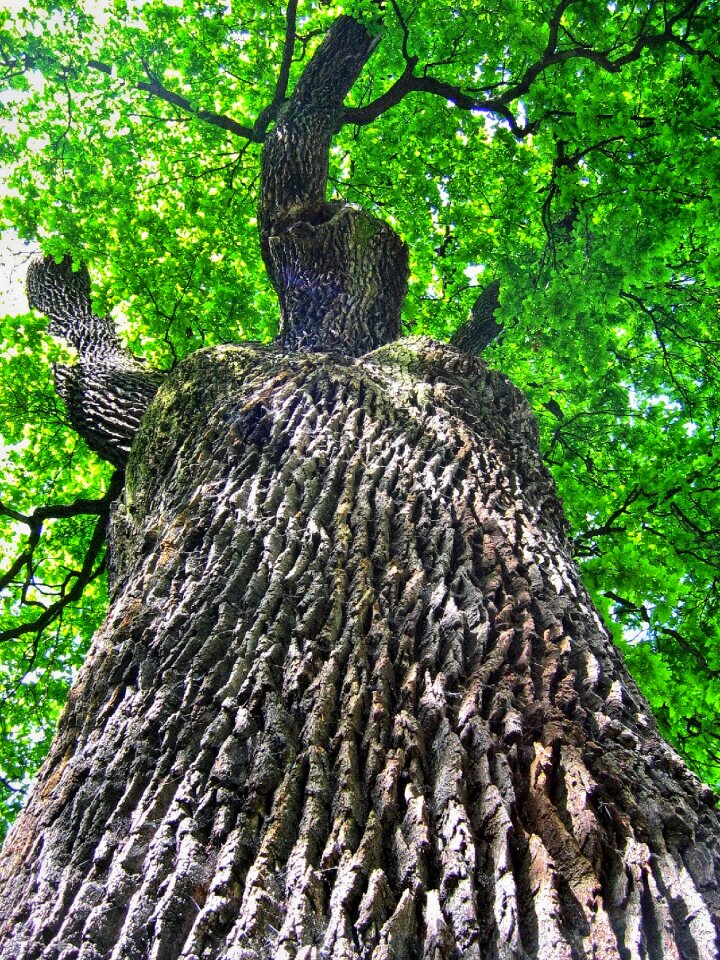 The bark trunk the power of