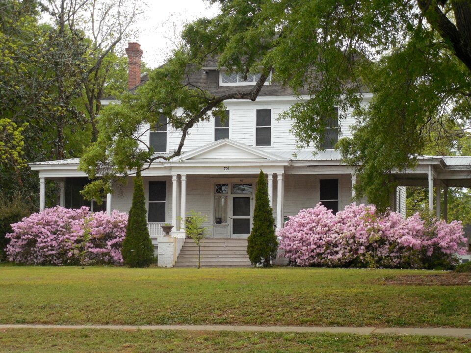 Azalea blooming architecture photo