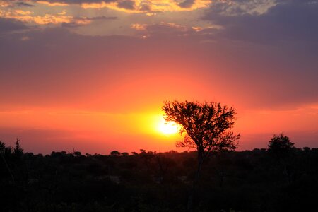 Safari nature sunset photo