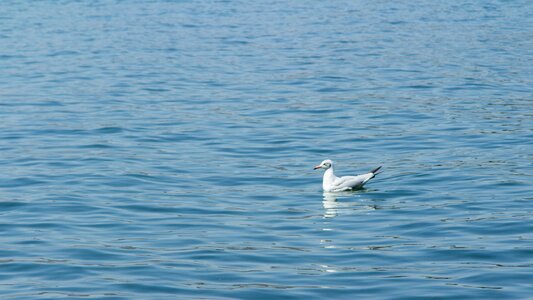 Seagull erhai lake water birds photo