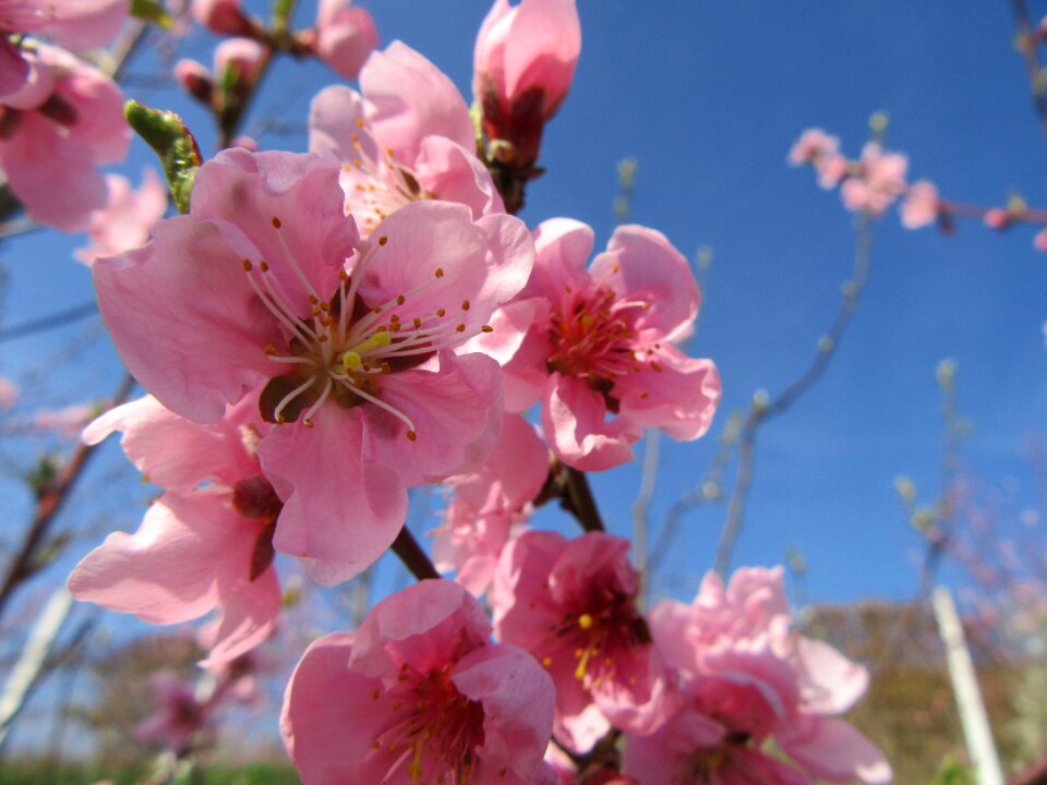 Branch blossom pink photo