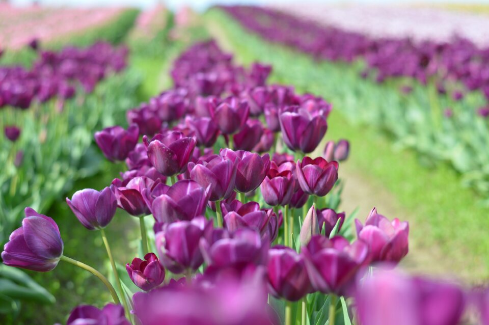 Flower purple squat