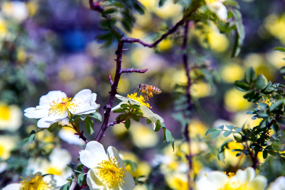 Insect nature flower