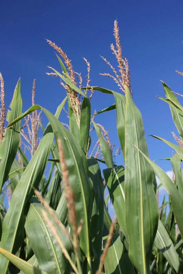 Farm rural harvest