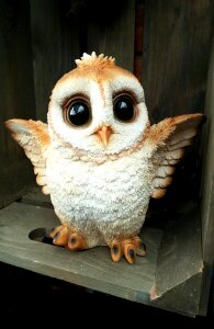 Wildlife avian feathered
