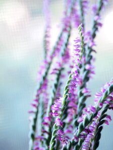 Wild grass flowers natural photo