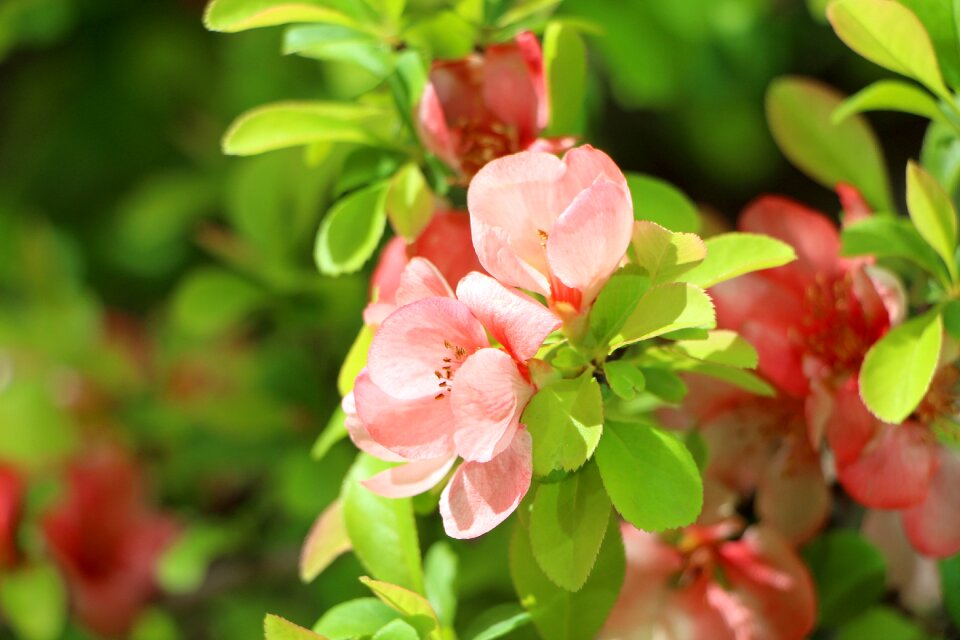 Plants april flowers