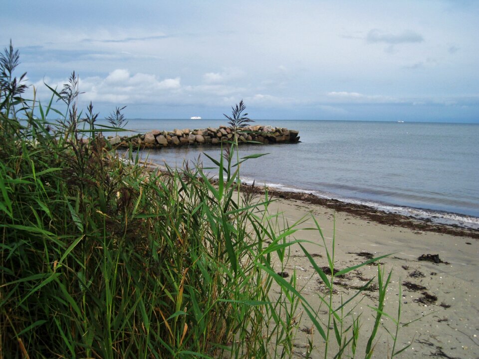 Breakwater beach marram grass