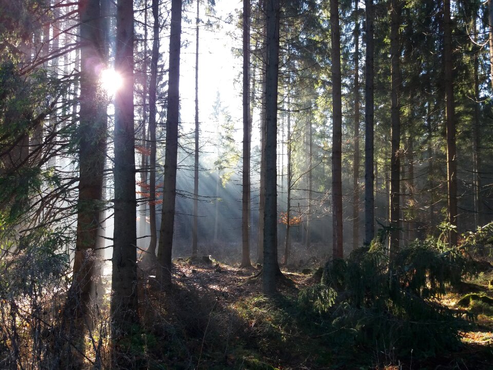 Nature tree light