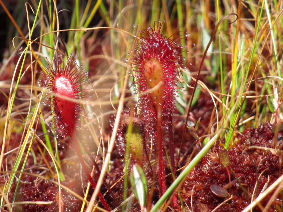Season aquatic plants nature