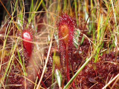 Season aquatic plants nature