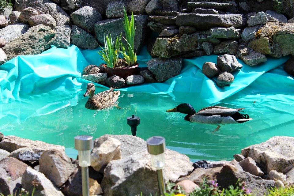 Skalnik duck parka water