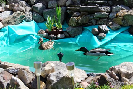 Skalnik duck parka water