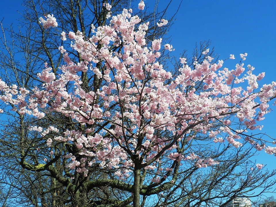 Flowering spring pink