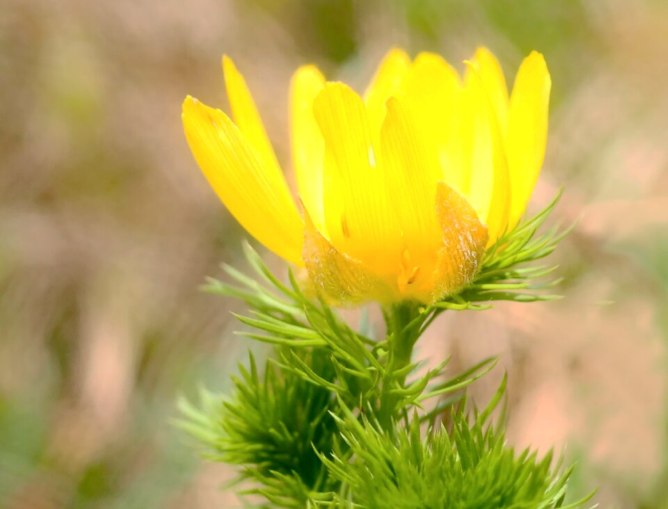 Frühlingsblüher adonis blossom photo