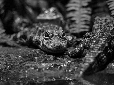 Animal reptiles stare photo