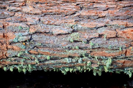 Trunk lichen brown