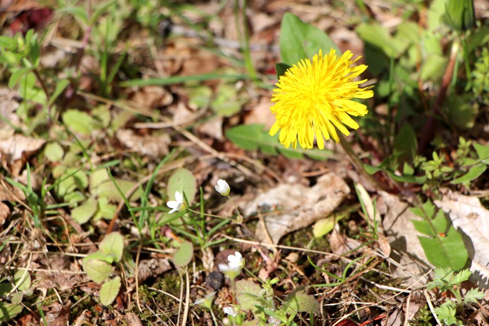 Flowers plants mountain