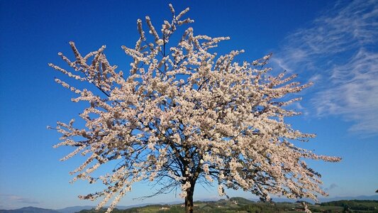 Cherry blossom cherry bloom