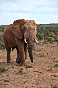 Wildlife nature