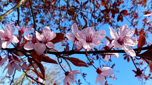 Cherry blossom spring pink