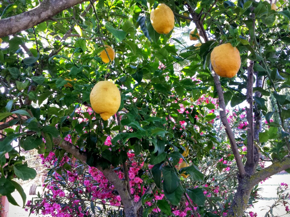 Colors fruit trees fruit