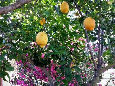 Colors fruit trees fruit