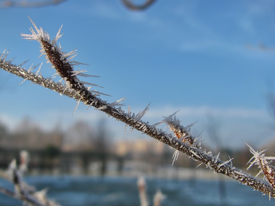 Frost frosted frozen