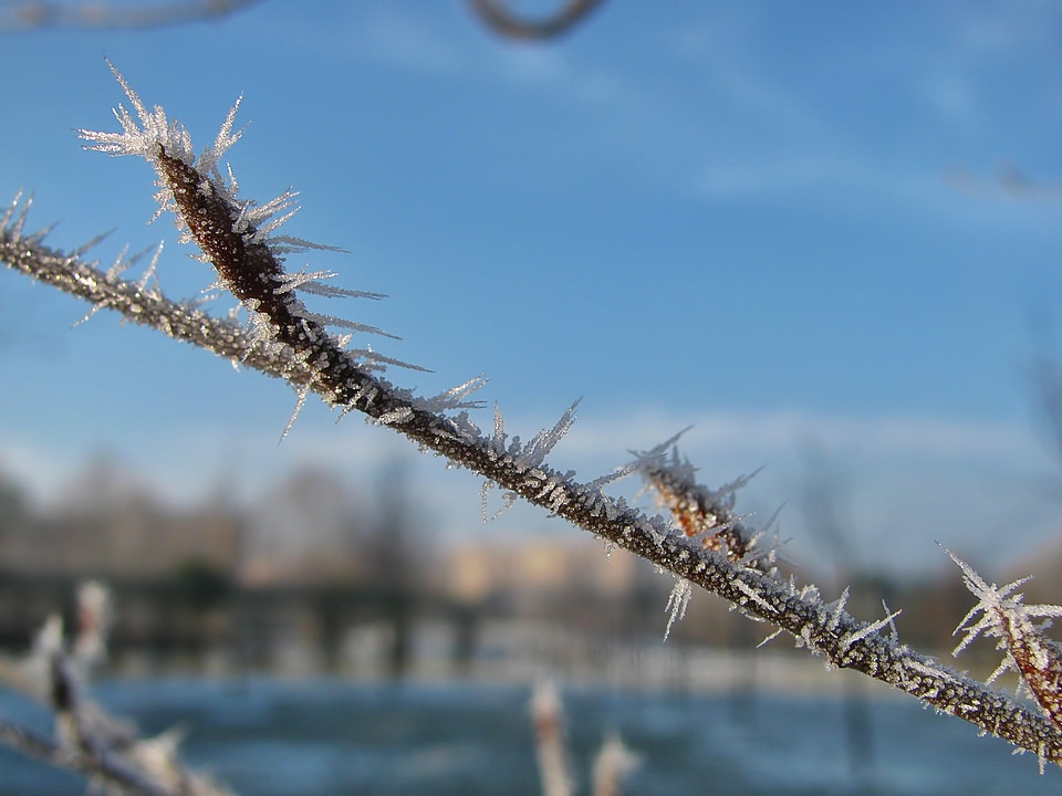 Frost frosted frozen photo