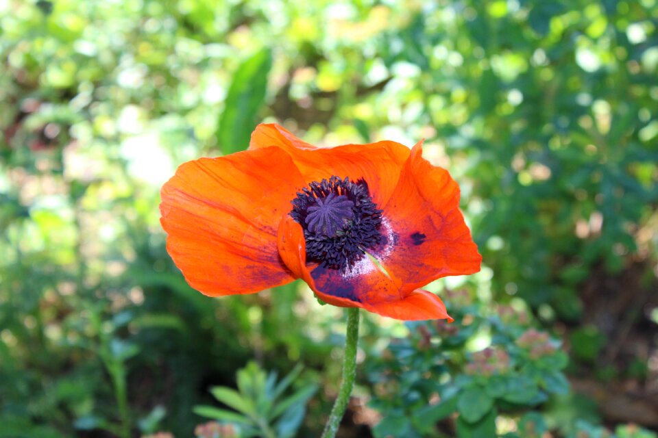 Summer flower poppy
