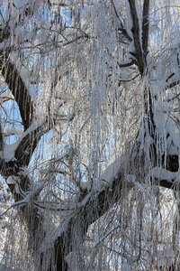 Winter frozen frost photo