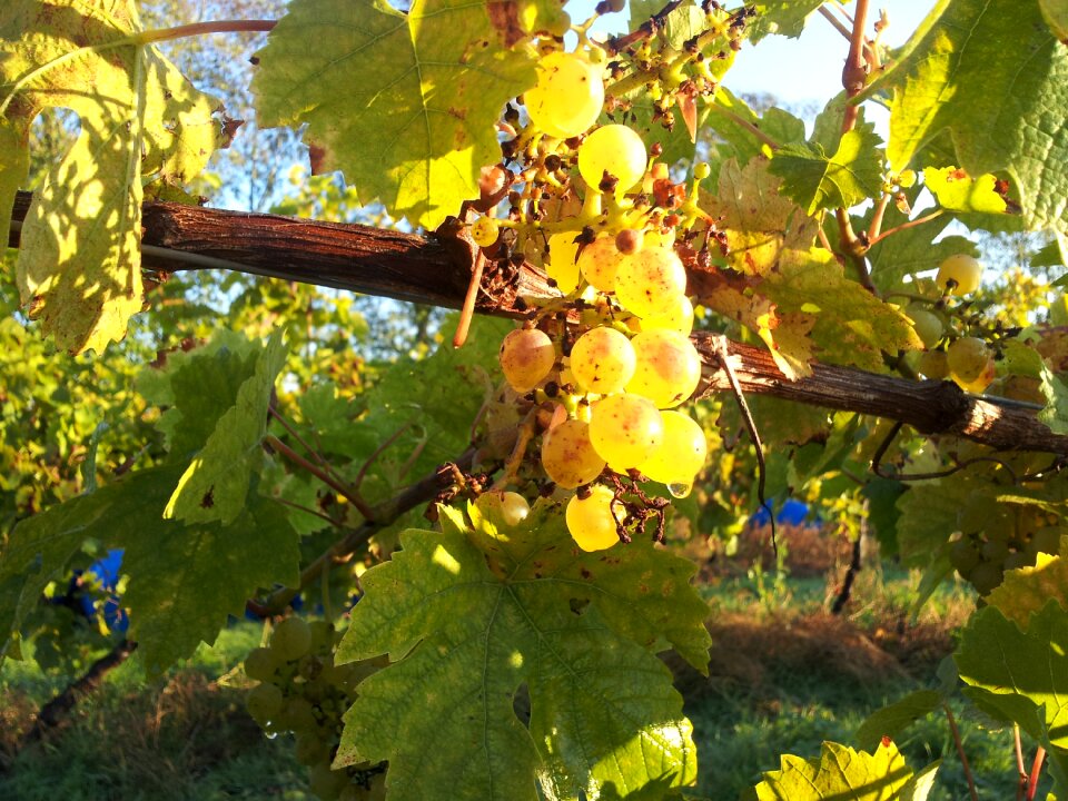 White wine english wine