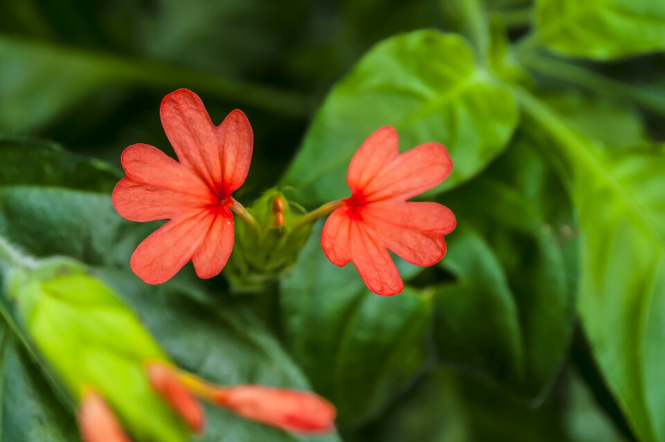 Flower summer leaves