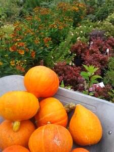 The cultivation of fresh plant