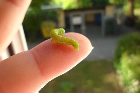 Caterpillar finger animal