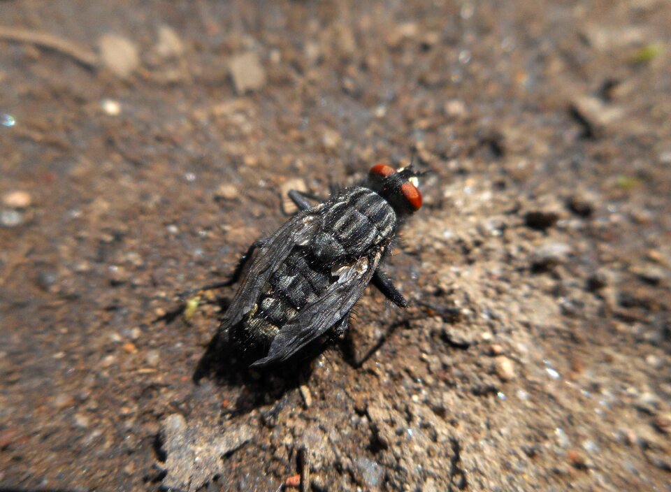 Fly macro insects