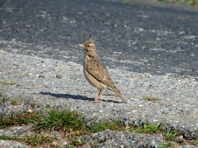 Lark crested sing