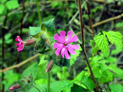 Flower purple flower blossom