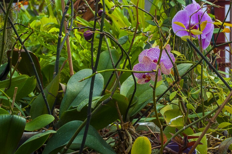 Nature flower summer