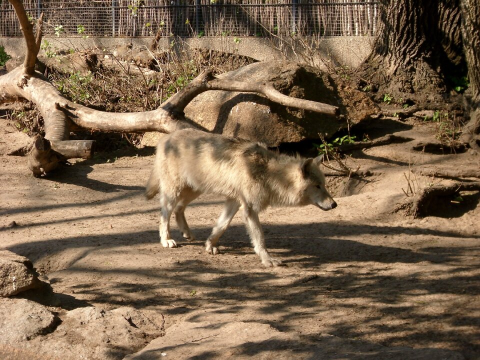 Predator wolves white wolf