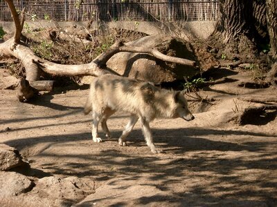 Predator wolves white wolf photo