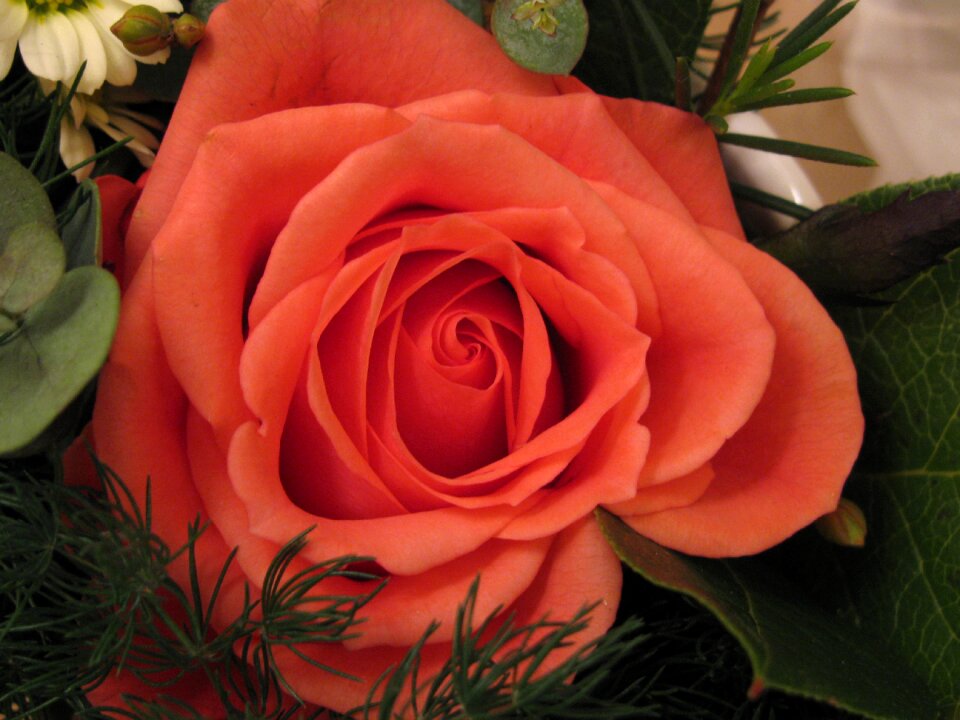Peach-colored flower pat on the back