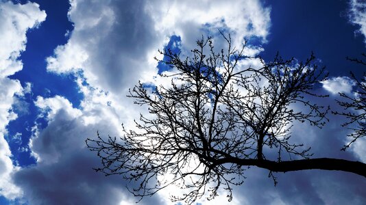 Tree nature plant